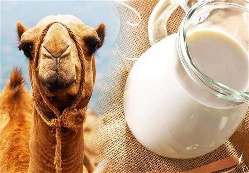 شیر شتر | مزایای مصرف شیر شتر | خواص شیر شتر در بارداری