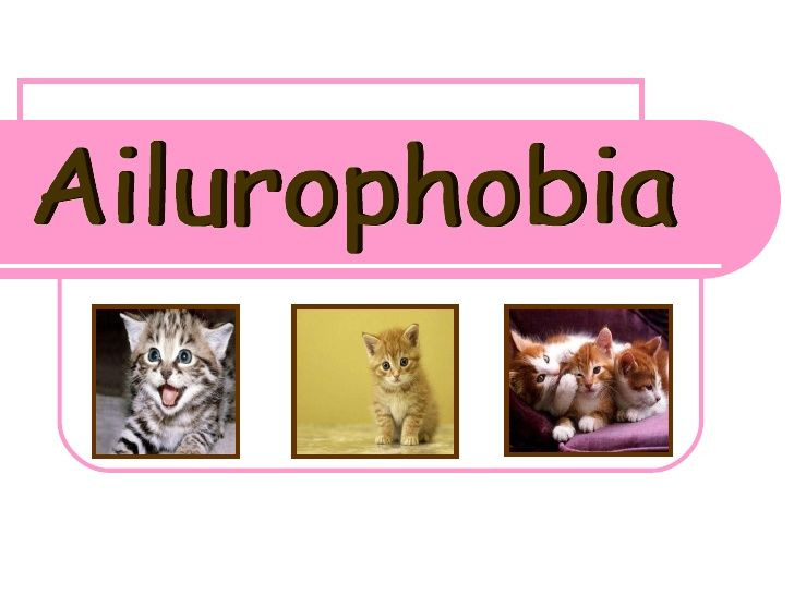 گربه هراسی یا آیلوروفوبیا | تمام آنچه که درباره از ترس از گربه نمی دانید