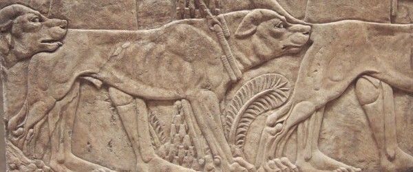 آیا می دانید سگ در فرهنگ ایران باستان چه جایگاهی داشت؟