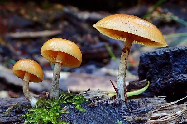 قارچ های سمی و کشنده در ایران | علائم مسمومیت با قارچ های سمی