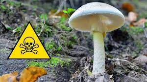 قارچ های سمی و کشنده در ایران | علائم مسمومیت با قارچ های سمی