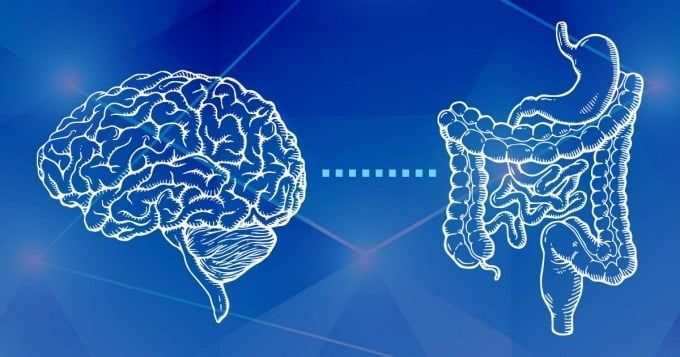 مغز انسان در سر قرار دارد یا در روده؛ فرضیه جدید دانشمندان