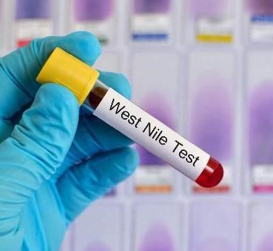 ویروس نیل غربی؛ بیماری ناآشنا که می تواند موجب مرگ شود