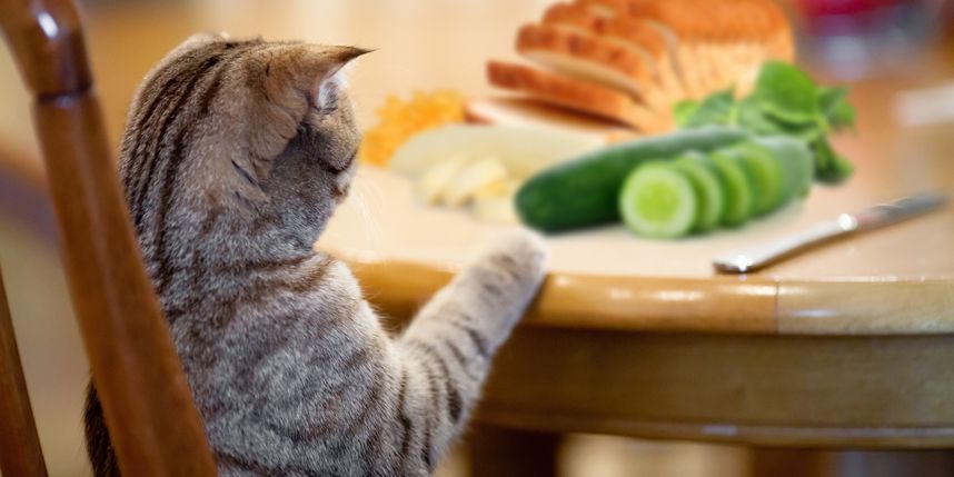 12 غذای انسان که خوردن آنها برای گربه شما بی خطر است
