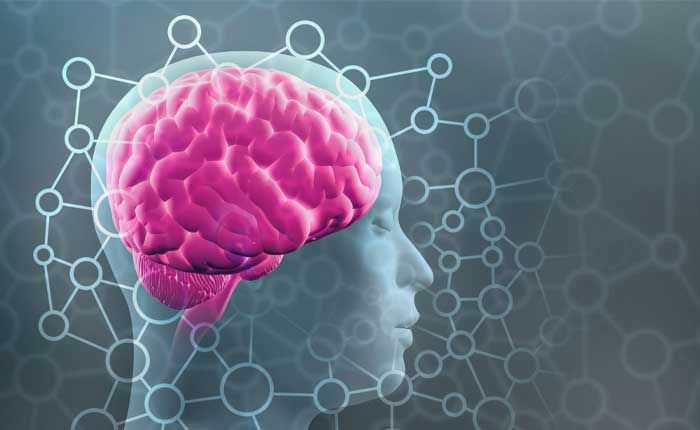 آنچه یاد می‌گیریم چگونه در مغز ذخیره می‌شود؟