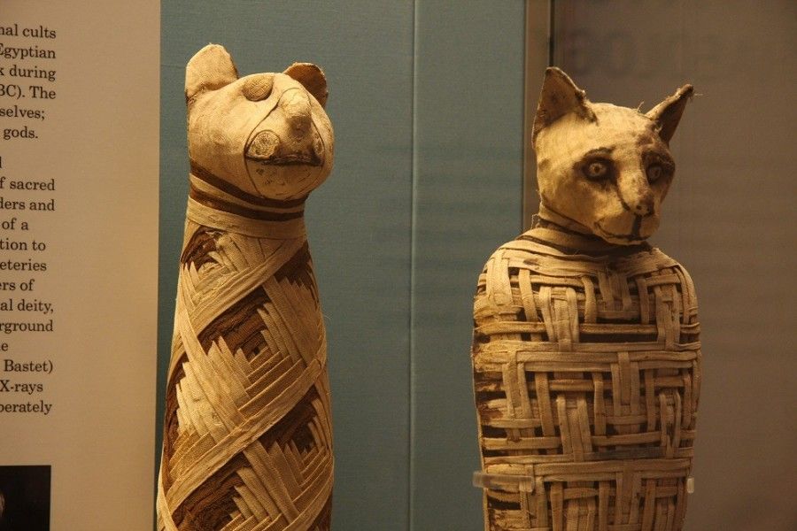 چرا مصریان باستان شیفته گربه ها بودند؟
