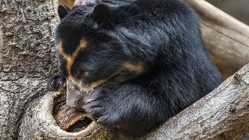 آیا در دنیای واقعی خرس ها عاشق عسل هستند؟