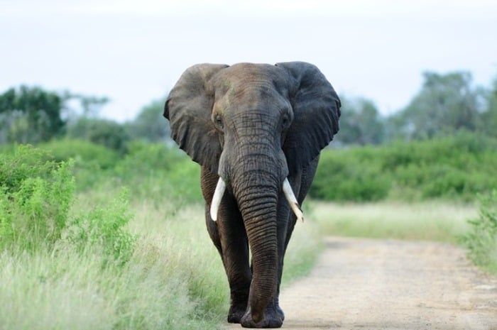 فیل ترکیبی از جثه بزرگ و تجربه