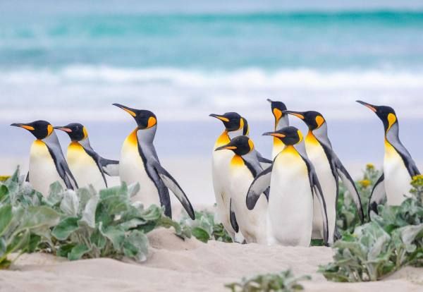 دانستنی های جالب درباره پنگوئن ها