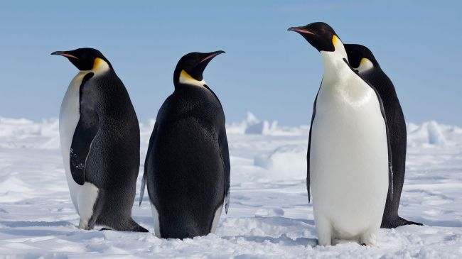 اطلاعات جالب درباره پنگوئن ها که نمی دانستید