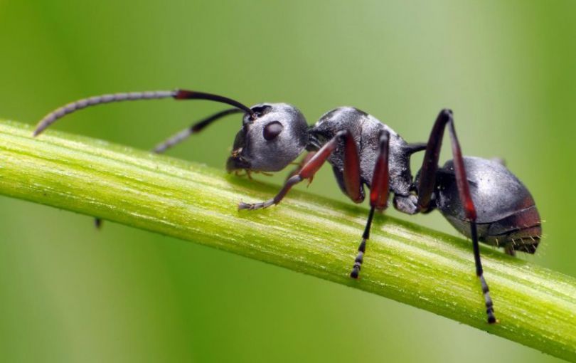 دانستنی های شگفت انگیز درباره زندگی مورچه ها