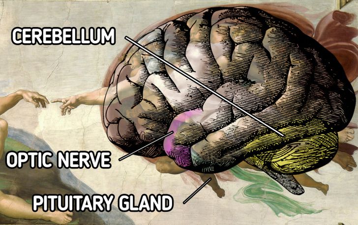 قسمت سمت راست نقاشی «آفرینش آدم» میکل آنژ، یک ترسیم آناتومیک صحیح از مغز است