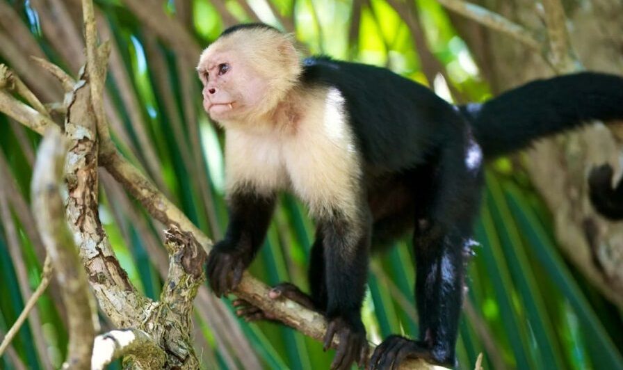 سازه‌های باستانی کشف‌شده در برزیل توسط میمون‌ها و نه انسان‌ها ساخته شده‌اند