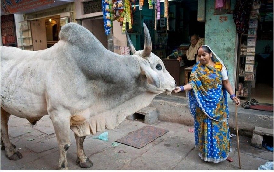 چرا پیروان آیورودا در هند ادرار گاو می نوشند؟