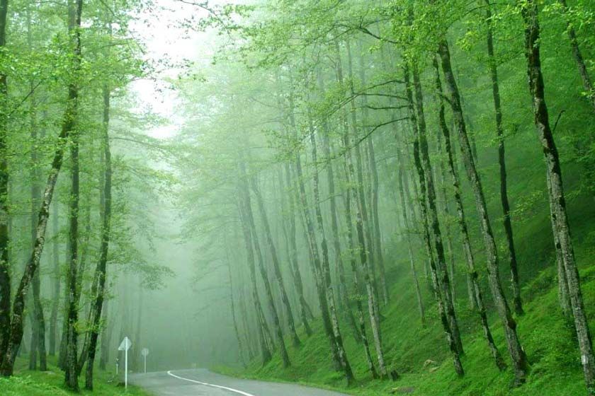 چرا باید به جنگل گیسوم سفر کنیم؟