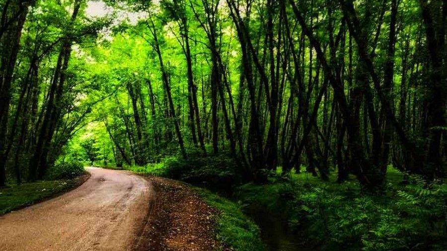 چرا باید به جنگل گیسوم سفر کنیم؟
