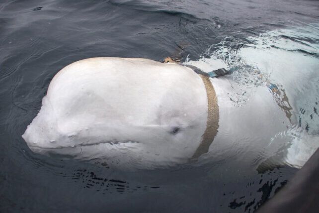 نهنگ بلوگا یا نهنگ سفید؛ نهنگی که مشکوک به جاسوسی برای روسیه است