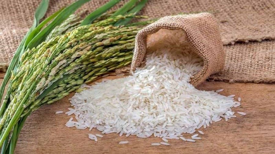 کشاورزان ایرانی از ۳ هزار سال پیش برنج کشت می کردند