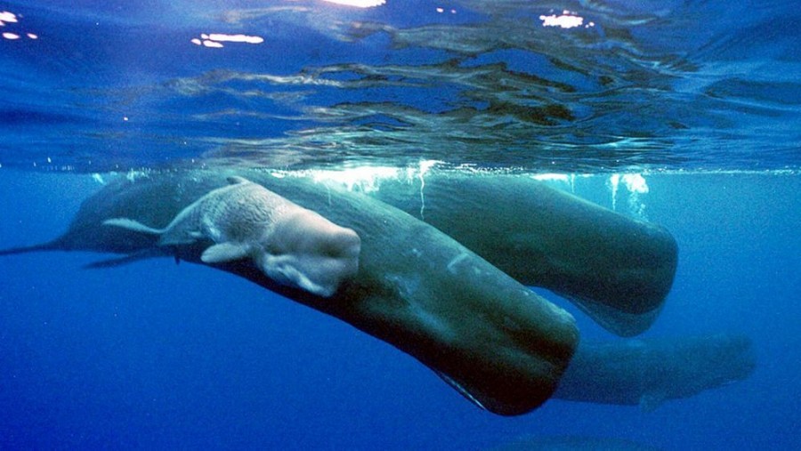 طلای شناور نیم میلیون یورویی در روده نهنگ مرده پیدا شد