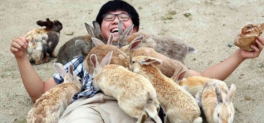 به دنیای خرگوش‌ها خوش‌آمدید: سفر به جزیره خرگوش در استان هیروشیمای ژاپن