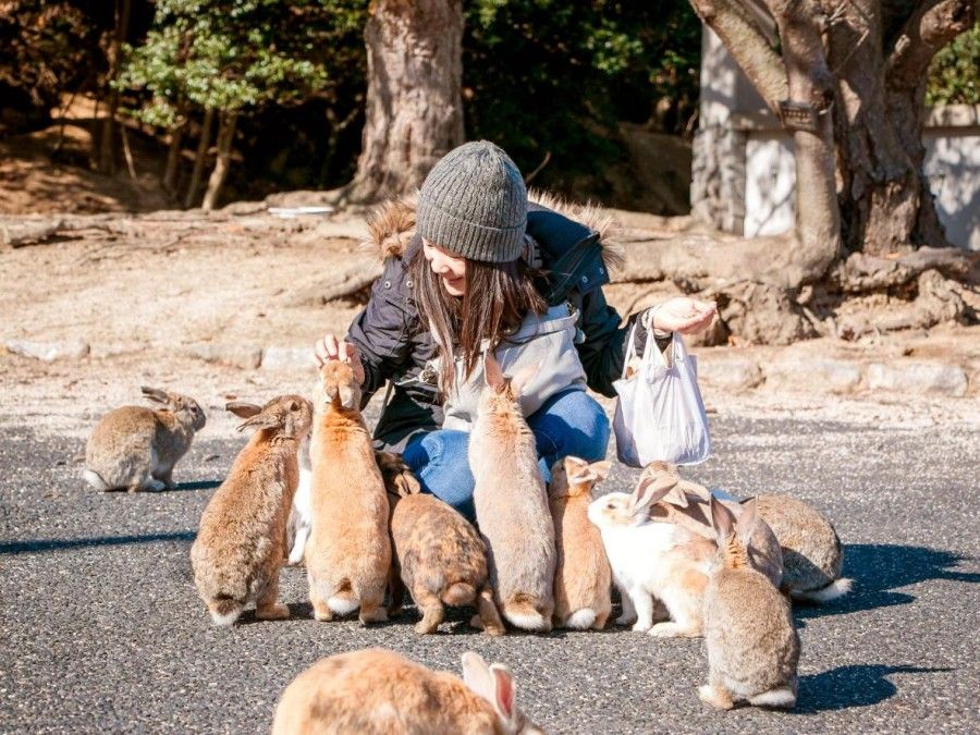 به دنیای خرگوش‌ها خوش‌آمدید: سفر به جزیره خرگوش در استان هیروشیمای ژاپن