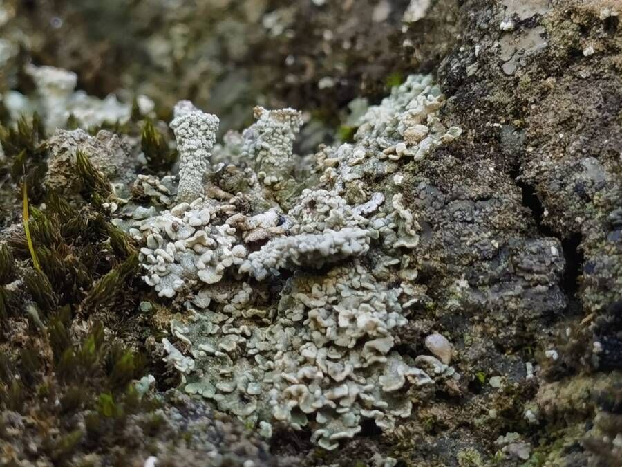 دیوار چین دارای پوست زنده ای است که قرن هاست از آن محافظت می کند