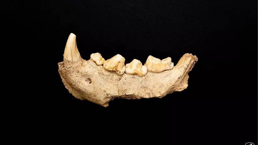 از روی جرم دندان، جزئیات زندگی روزمره نئاندرتال‌ها کشف شد