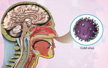 تاریخچه نفوذ ویروس‌ها به بدن انسان: داستان سرماخوردگی در انسان‌ها از چه زمانی آغاز شد؟