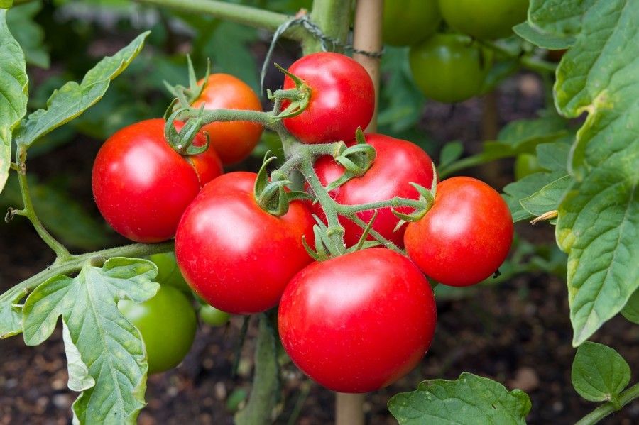 دانه های گوجه فرنگی و ارتباط آن با آسپرین