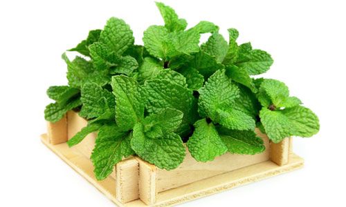 خواص نعنا بر اساس شواهد علمی معتبر و مستند