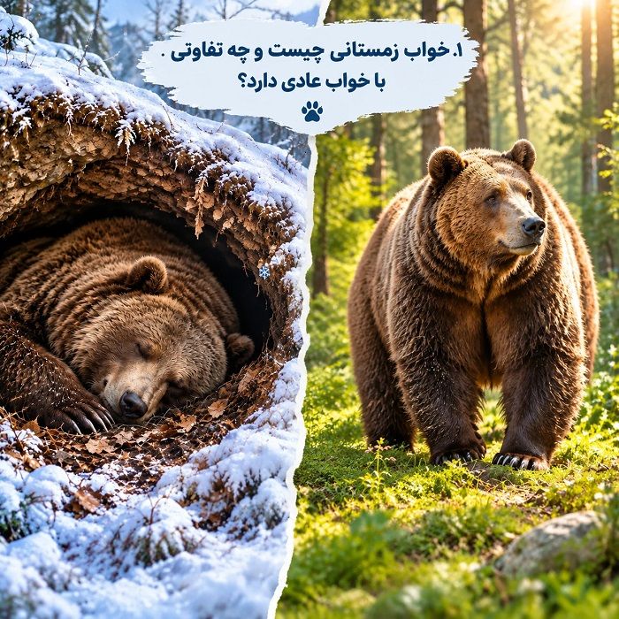 خواب زمستانی چیست؟ علت، مراحل و فهرست حیوانات خواب زمستانی