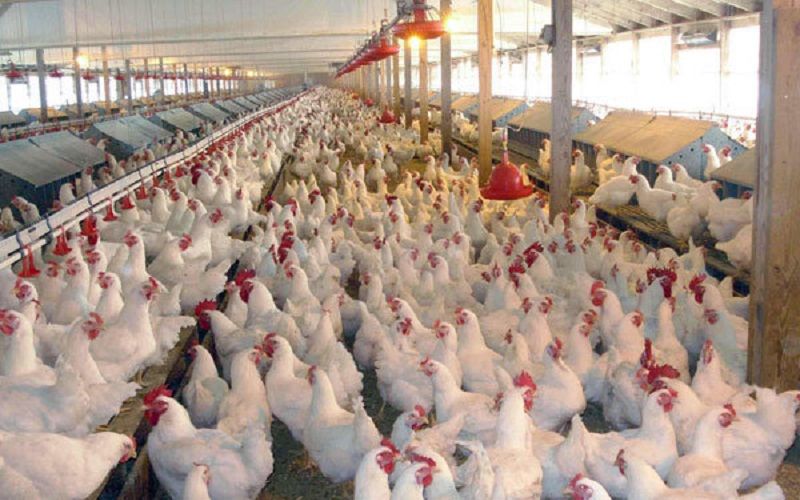 مرغ های دیگرخوار در بازار مصرف!