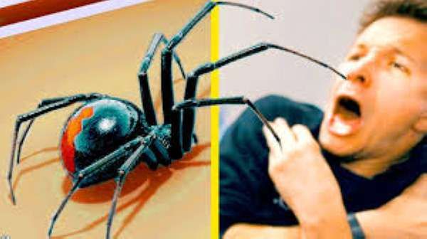 علایم فوبیای عنکبوت | درمان ترس از عنکبوت