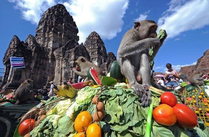 فستیوال پذیرایی از میمون‌ها 