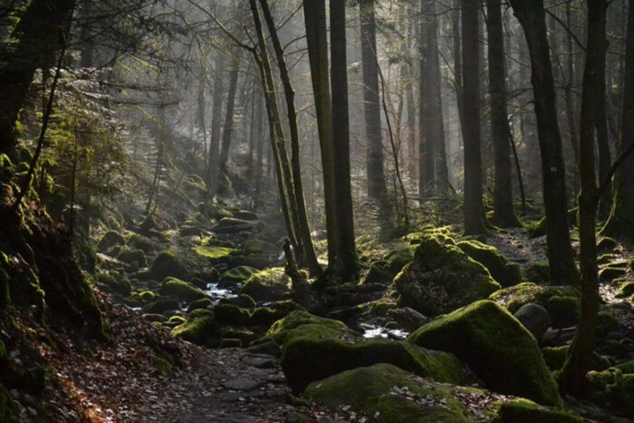 جنگل جیغ مشهد