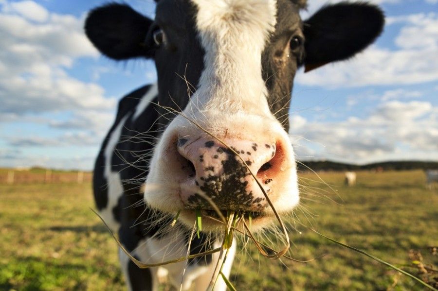 حقیقت علمی در مورد گاوها 