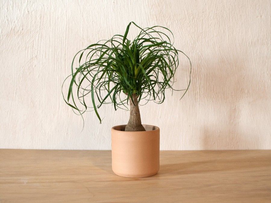گیاه لیندا (Ponytail palm)