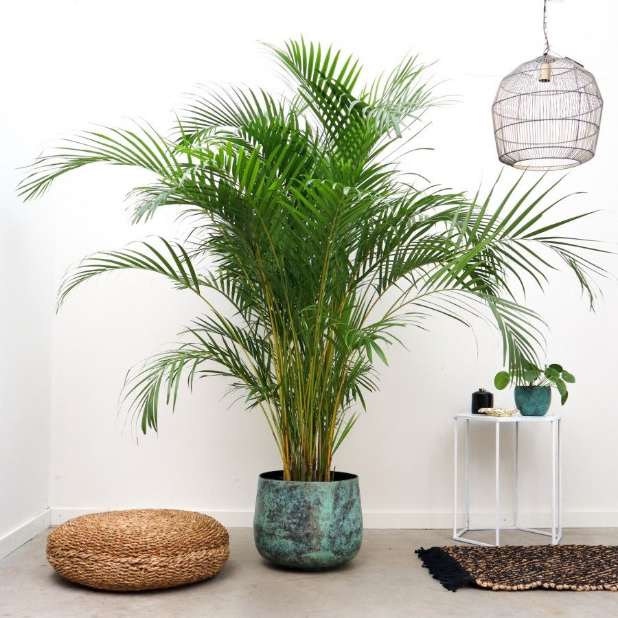 گیاه نخل اریکا (Areca palm)