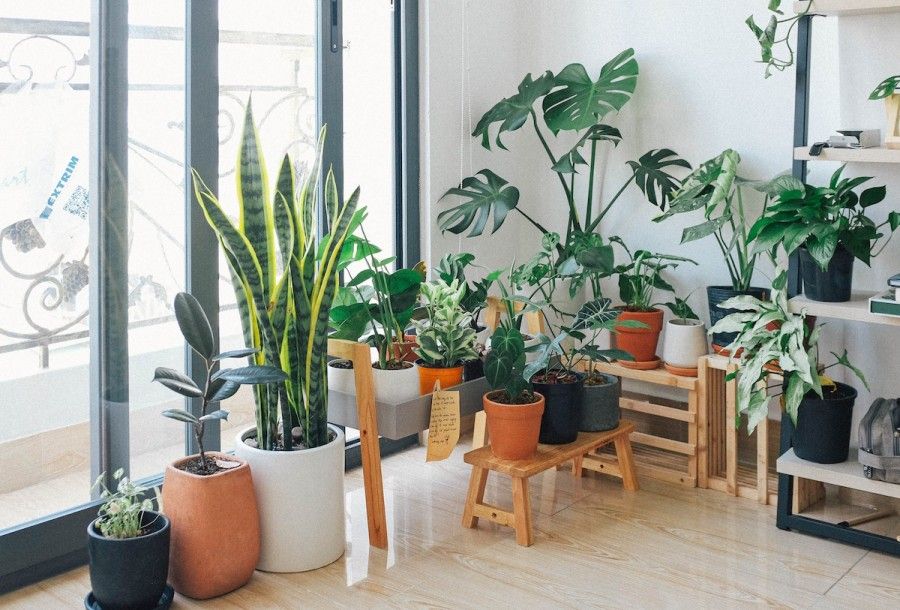 گیاهان زینتی مناسب آپارتمان 