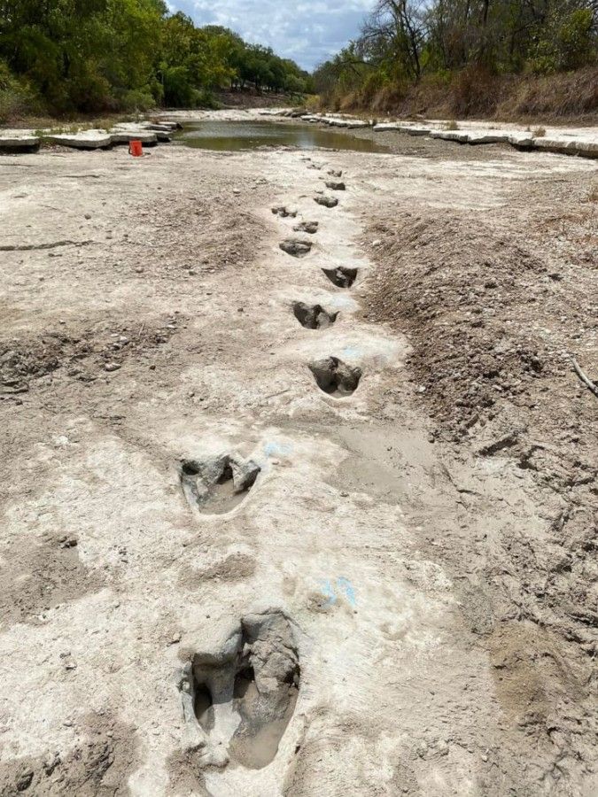 خشکسالی رد پای ۱۱۳ میلیون ساله دایناسور را آشکار کرد