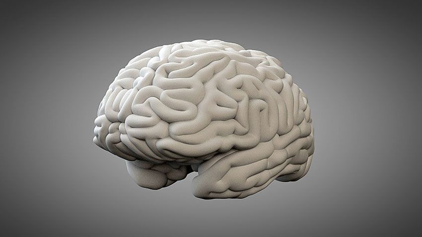 آیا مغز مردان متفاوت از مغز زنان است؟