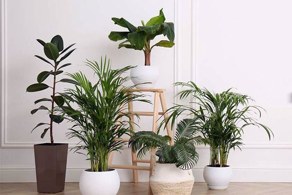 گیاهان آپارتمانی مقاوم برای منزل