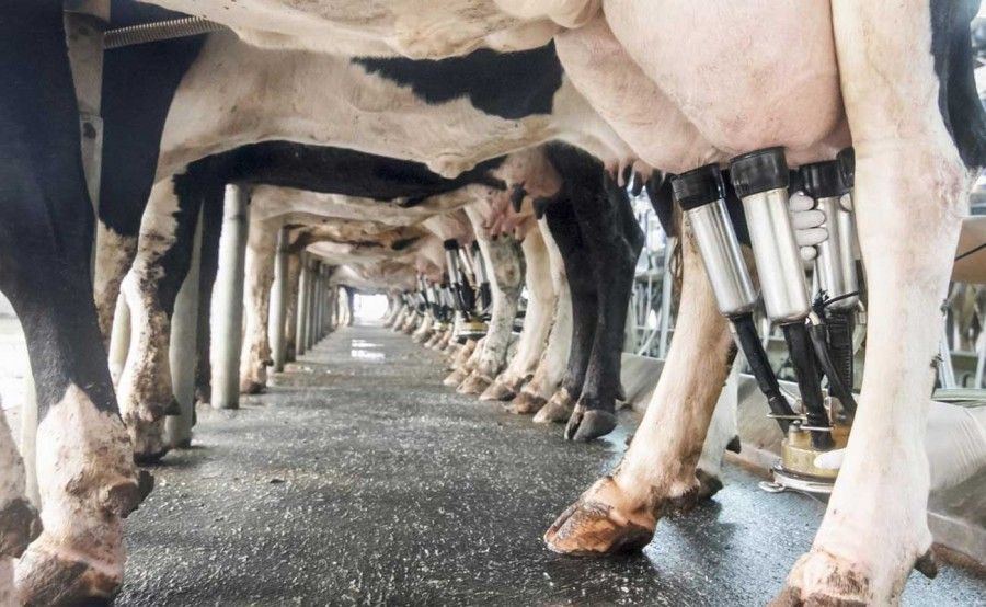 بهانه جدید برای بالابردن قیمت لبنیات/ تولید شیر زیان‌ده است؟ 