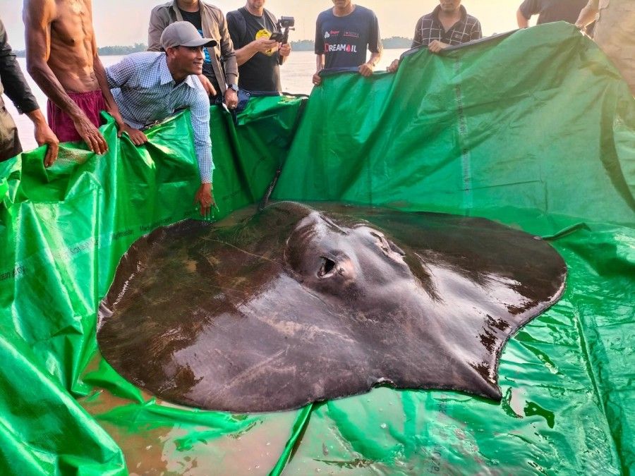 لقمه‌ماهی غول‌پیکر؛ بزرگ‌ترین ماهی آب شیرین