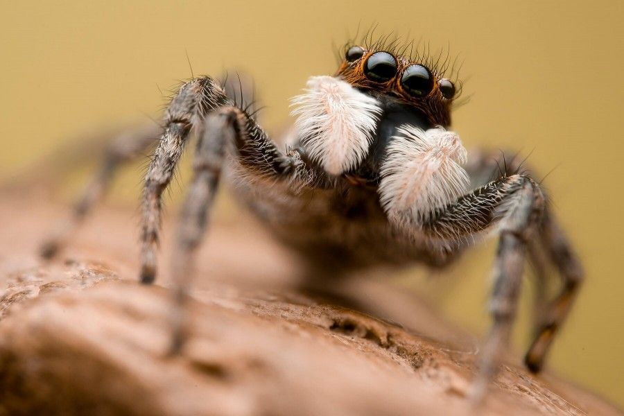 شواهد جدید خبر از خواب دیدن عنکبوت‌ها می‌دهند