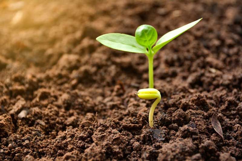 بررسی عقد مزارعه و ماده های قانونی مربوط به آن