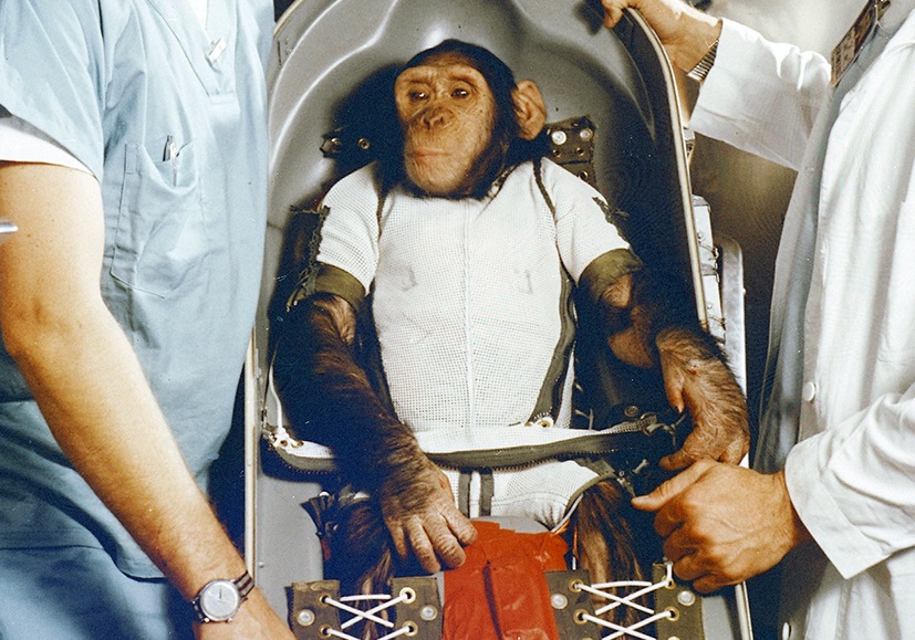 شامپانزه‌ ای که به فضا پرتاب شد