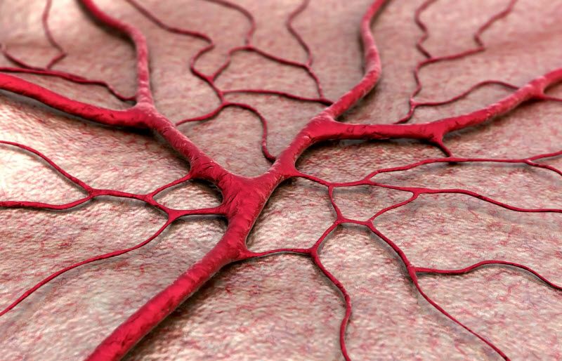  با یک روش جدید دانشمندان به ساخت رگ‌های خونی مصنوعی نزدیک‌تر شدند