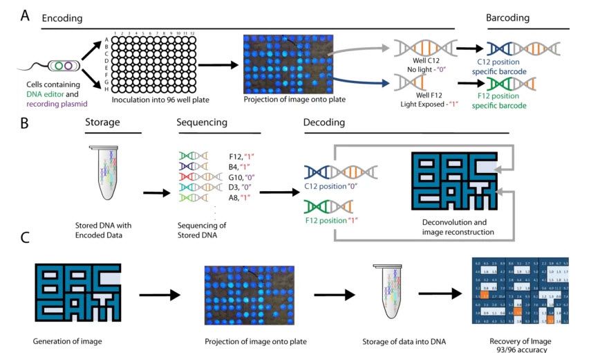 ساخت یک دوربین زیستی برای ذخیره تصاویر بر روی DNA