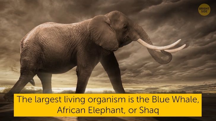 بزرگ ترین موجودات زنده ی دنیا نهنگ آبی و فیل آفریقایی هستند